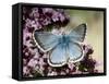 Chalkhill Blue Butterfly Male Feeding on Flowers of Marjoram, UK-Andy Sands-Framed Stretched Canvas