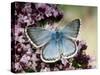 Chalkhill Blue Butterfly Male Feeding on Flowers of Marjoram, UK-Andy Sands-Stretched Canvas