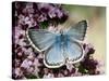 Chalkhill Blue Butterfly Male Feeding on Flowers of Marjoram, UK-Andy Sands-Stretched Canvas