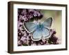 Chalkhill Blue Butterfly Male Feeding on Flowers of Marjoram, UK-Andy Sands-Framed Photographic Print