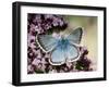 Chalkhill Blue Butterfly Male Feeding on Flowers of Marjoram, UK-Andy Sands-Framed Photographic Print