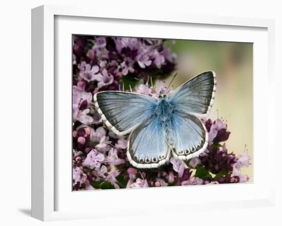 Chalkhill Blue Butterfly Male Feeding on Flowers of Marjoram, UK-Andy Sands-Framed Photographic Print