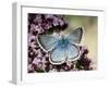 Chalkhill Blue Butterfly Male Feeding on Flowers of Marjoram, UK-Andy Sands-Framed Photographic Print