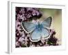 Chalkhill Blue Butterfly Male Feeding on Flowers of Marjoram, UK-Andy Sands-Framed Photographic Print