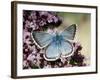 Chalkhill Blue Butterfly Male Feeding on Flowers of Marjoram, UK-Andy Sands-Framed Photographic Print