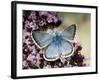 Chalkhill Blue Butterfly Male Feeding on Flowers of Marjoram, UK-Andy Sands-Framed Photographic Print