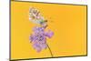 Chalkhill blue butterfly male resting on Small scabious, UK-Ross Hoddinott-Mounted Photographic Print