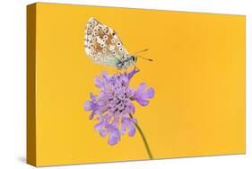 Chalkhill blue butterfly male resting on Small scabious, UK-Ross Hoddinott-Stretched Canvas