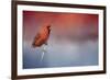 Challenged-Jai Johnson-Framed Giclee Print