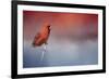 Challenged-Jai Johnson-Framed Giclee Print