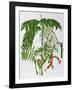 Chamaedora-Marion Sheehan-Framed Collectable Print
