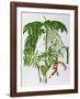 Chamaedora-Marion Sheehan-Framed Collectable Print