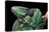Chamaeleo Calyptratus (Veiled Chameleon)-Paul Starosta-Stretched Canvas
