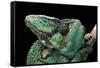 Chamaeleo Calyptratus (Veiled Chameleon)-Paul Starosta-Framed Stretched Canvas