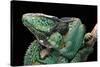 Chamaeleo Calyptratus (Veiled Chameleon)-Paul Starosta-Stretched Canvas