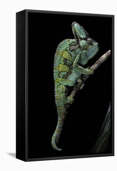 Chamaeleo Calyptratus (Veiled Chameleon)-Paul Starosta-Framed Stretched Canvas