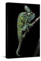 Chamaeleo Calyptratus (Veiled Chameleon)-Paul Starosta-Stretched Canvas