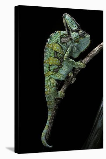 Chamaeleo Calyptratus (Veiled Chameleon)-Paul Starosta-Stretched Canvas