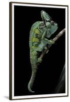 Chamaeleo Calyptratus (Veiled Chameleon)-Paul Starosta-Framed Premium Photographic Print