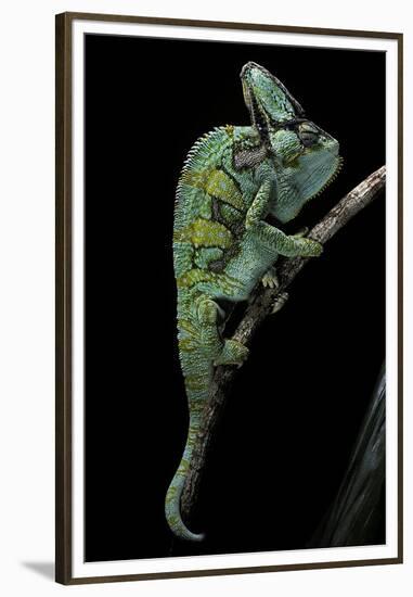 Chamaeleo Calyptratus (Veiled Chameleon)-Paul Starosta-Framed Premium Photographic Print