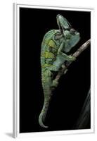 Chamaeleo Calyptratus (Veiled Chameleon)-Paul Starosta-Framed Premium Photographic Print