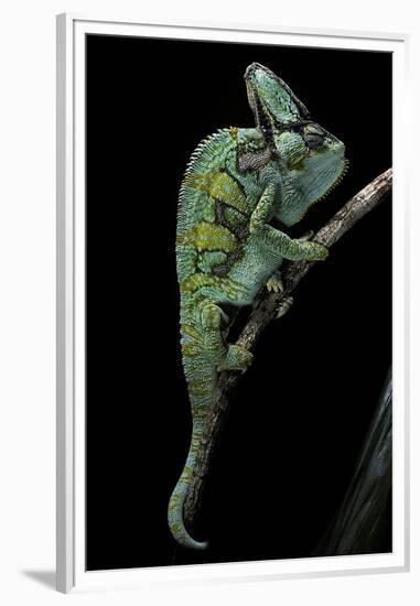 Chamaeleo Calyptratus (Veiled Chameleon)-Paul Starosta-Framed Premium Photographic Print