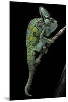 Chamaeleo Calyptratus (Veiled Chameleon)-Paul Starosta-Mounted Premium Photographic Print