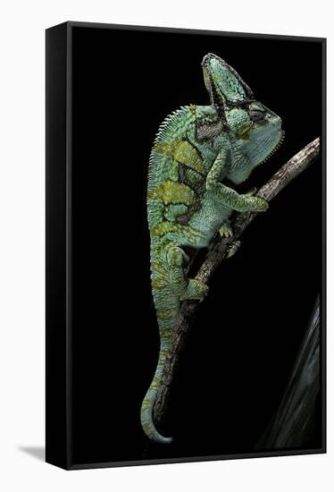 Chamaeleo Calyptratus (Veiled Chameleon)-Paul Starosta-Framed Stretched Canvas