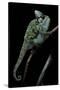 Chamaeleo Calyptratus (Veiled Chameleon)-Paul Starosta-Stretched Canvas