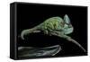 Chamaeleo Calyptratus (Veiled Chameleon)-Paul Starosta-Framed Stretched Canvas