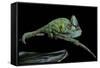 Chamaeleo Calyptratus (Veiled Chameleon)-Paul Starosta-Framed Stretched Canvas