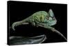 Chamaeleo Calyptratus (Veiled Chameleon)-Paul Starosta-Stretched Canvas