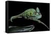 Chamaeleo Calyptratus (Veiled Chameleon)-Paul Starosta-Framed Stretched Canvas