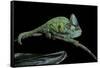 Chamaeleo Calyptratus (Veiled Chameleon)-Paul Starosta-Framed Stretched Canvas