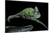 Chamaeleo Calyptratus (Veiled Chameleon)-Paul Starosta-Stretched Canvas