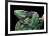 Chamaeleo Calyptratus (Veiled Chameleon)-Paul Starosta-Framed Photographic Print