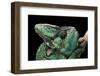 Chamaeleo Calyptratus (Veiled Chameleon)-Paul Starosta-Framed Photographic Print