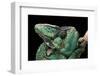 Chamaeleo Calyptratus (Veiled Chameleon)-Paul Starosta-Framed Photographic Print