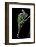 Chamaeleo Calyptratus (Veiled Chameleon)-Paul Starosta-Framed Photographic Print