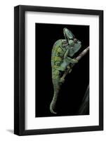 Chamaeleo Calyptratus (Veiled Chameleon)-Paul Starosta-Framed Photographic Print