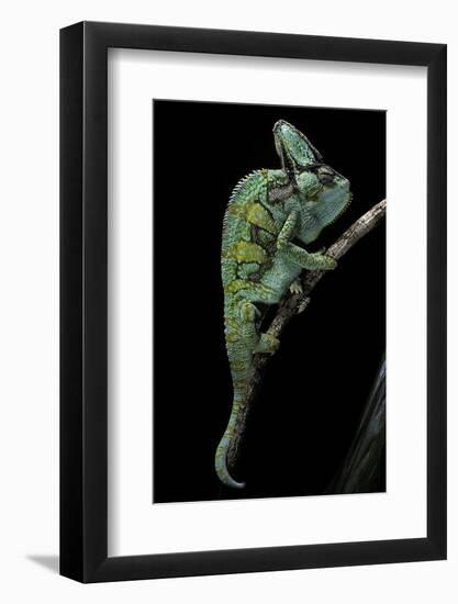 Chamaeleo Calyptratus (Veiled Chameleon)-Paul Starosta-Framed Photographic Print