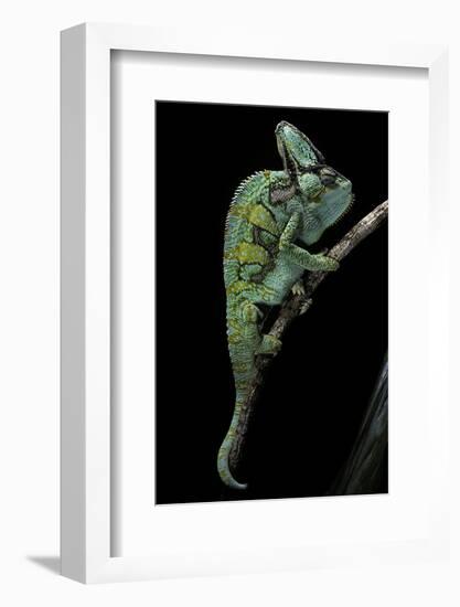 Chamaeleo Calyptratus (Veiled Chameleon)-Paul Starosta-Framed Photographic Print