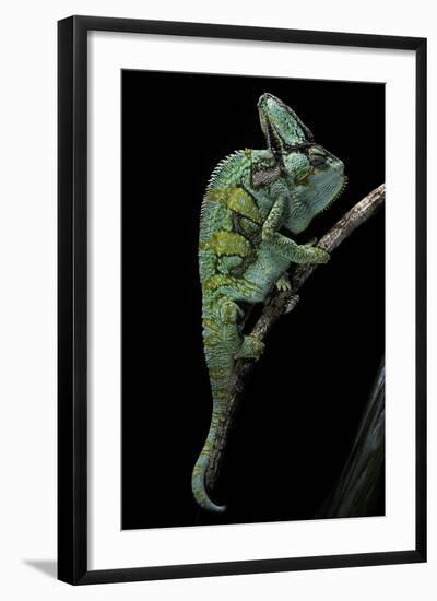Chamaeleo Calyptratus (Veiled Chameleon)-Paul Starosta-Framed Photographic Print