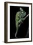 Chamaeleo Calyptratus (Veiled Chameleon)-Paul Starosta-Framed Photographic Print