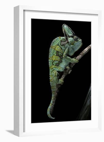 Chamaeleo Calyptratus (Veiled Chameleon)-Paul Starosta-Framed Photographic Print