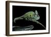 Chamaeleo Calyptratus (Veiled Chameleon)-Paul Starosta-Framed Photographic Print