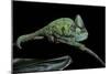 Chamaeleo Calyptratus (Veiled Chameleon)-Paul Starosta-Mounted Photographic Print