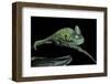 Chamaeleo Calyptratus (Veiled Chameleon)-Paul Starosta-Framed Photographic Print