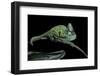 Chamaeleo Calyptratus (Veiled Chameleon)-Paul Starosta-Framed Photographic Print