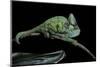 Chamaeleo Calyptratus (Veiled Chameleon)-Paul Starosta-Mounted Photographic Print